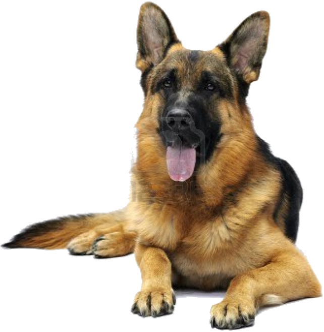 Alert German Shepherd Dog PNG
