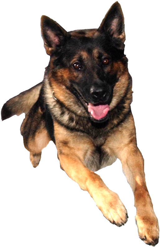 Alert German Shepherd Dog.png PNG