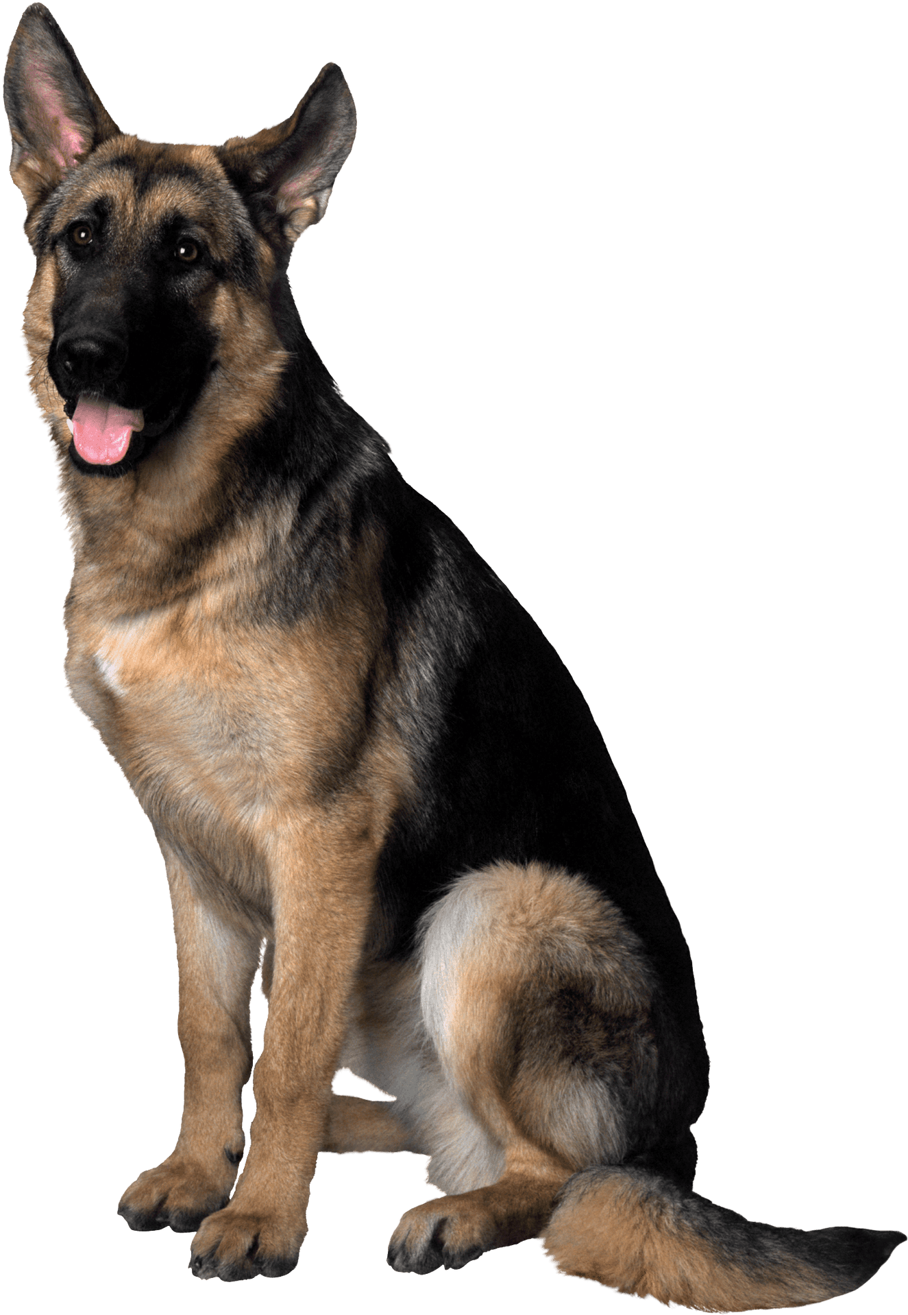 Alert German Shepherd Dog Sitting PNG