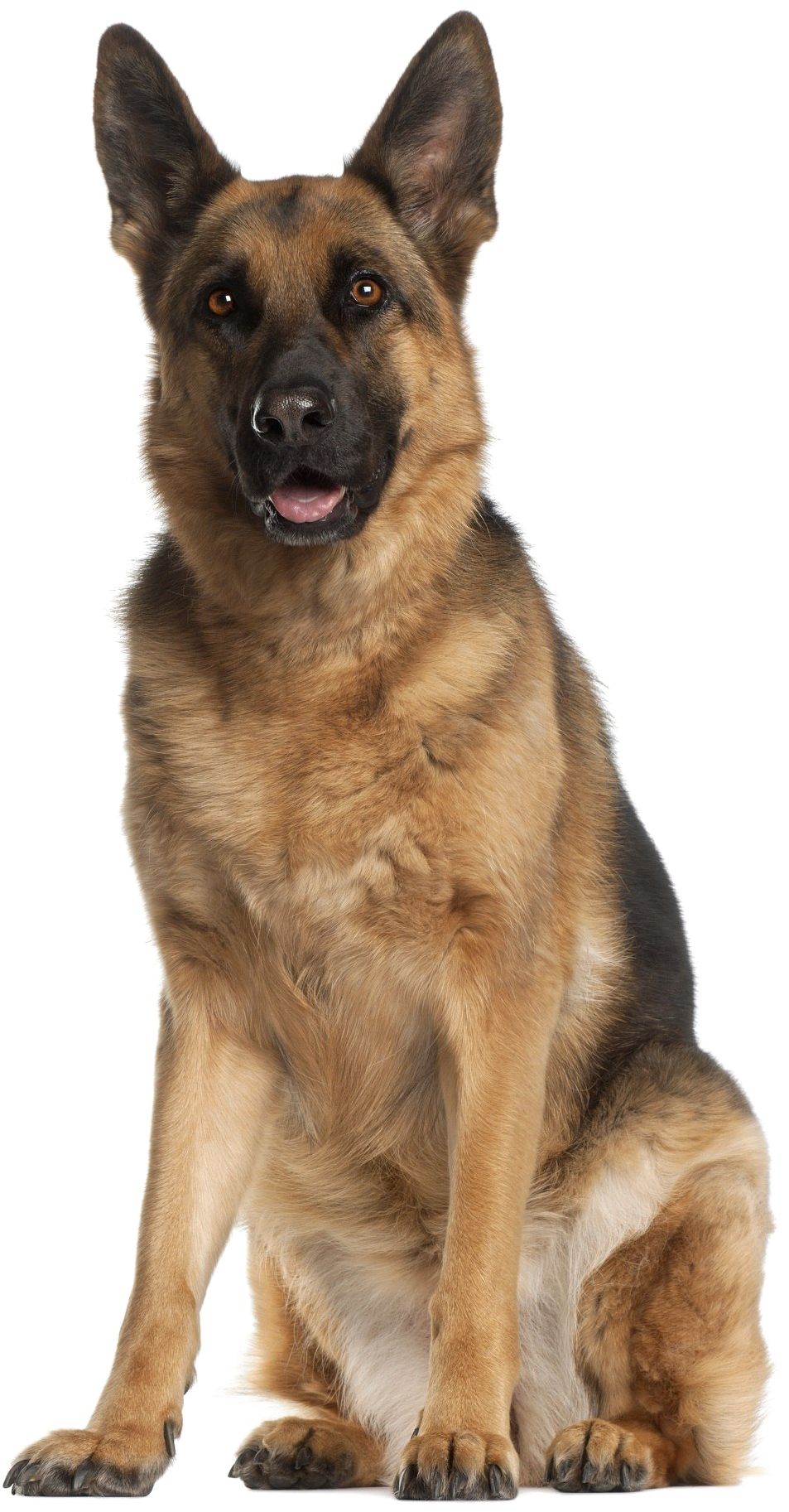 Alert German Shepherd Dog Sitting PNG