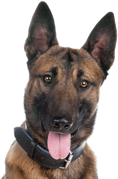 Alert German Shepherd Portrait PNG