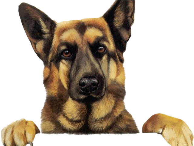 Alert German Shepherd Portrait PNG