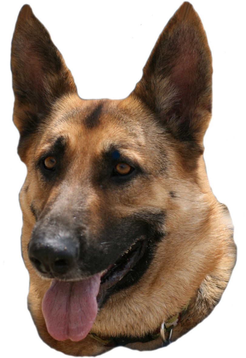 Alert German Shepherd Portrait PNG