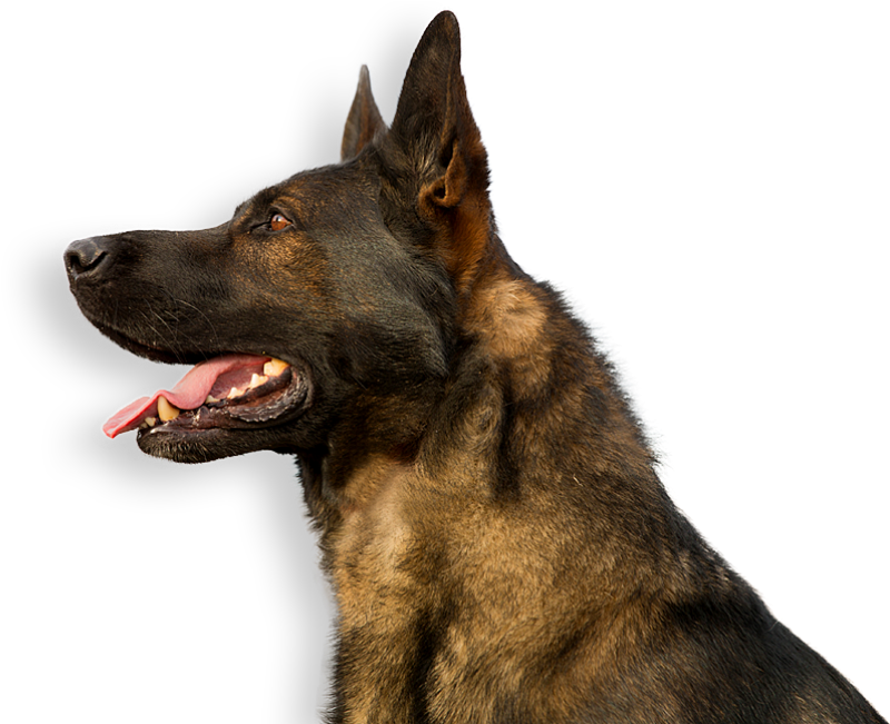 Alert German Shepherd Profile PNG