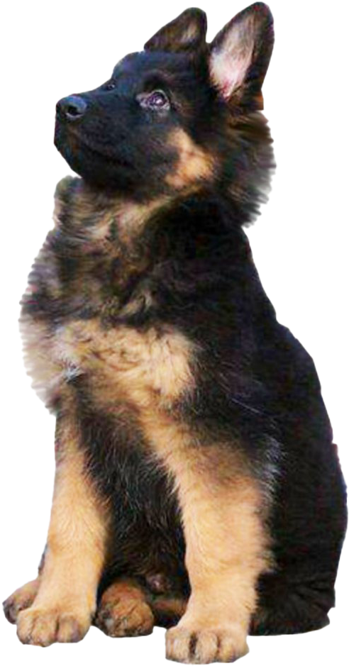 Alert German Shepherd Puppy PNG