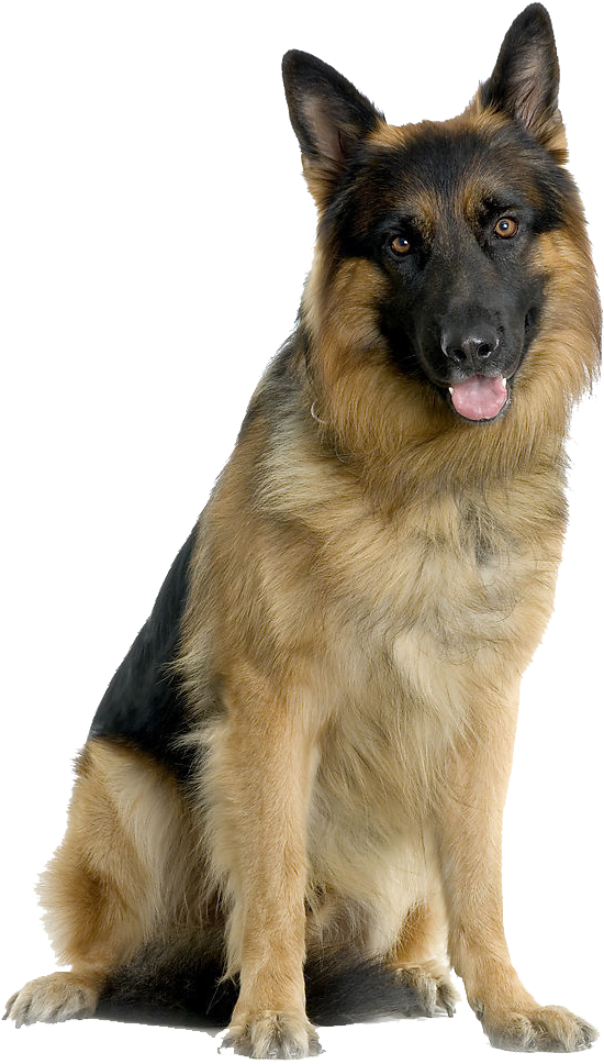 Alert German Shepherd Sitting PNG