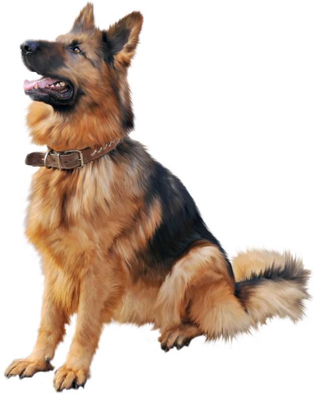 Alert German Shepherd Sitting PNG