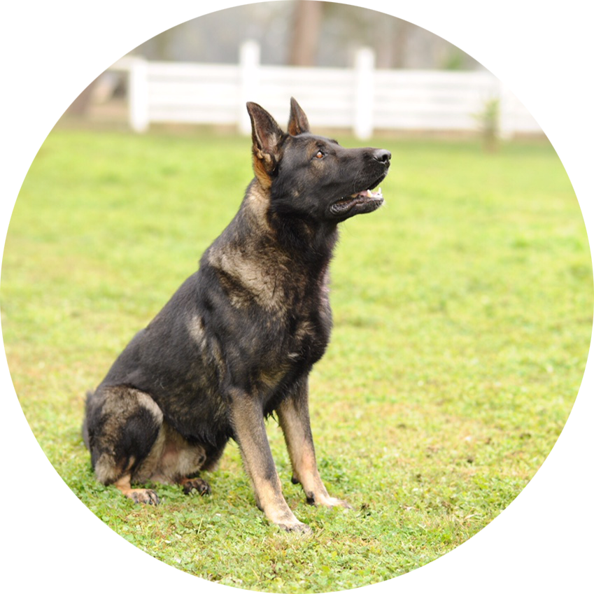 Alert German Shepherd Sitting Grass PNG