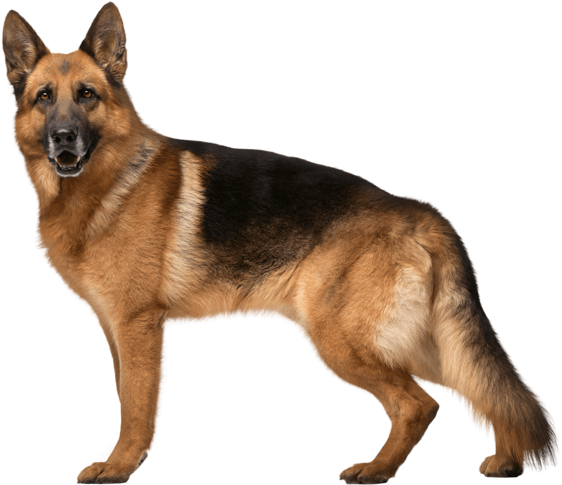 Alert German Shepherd Standing PNG