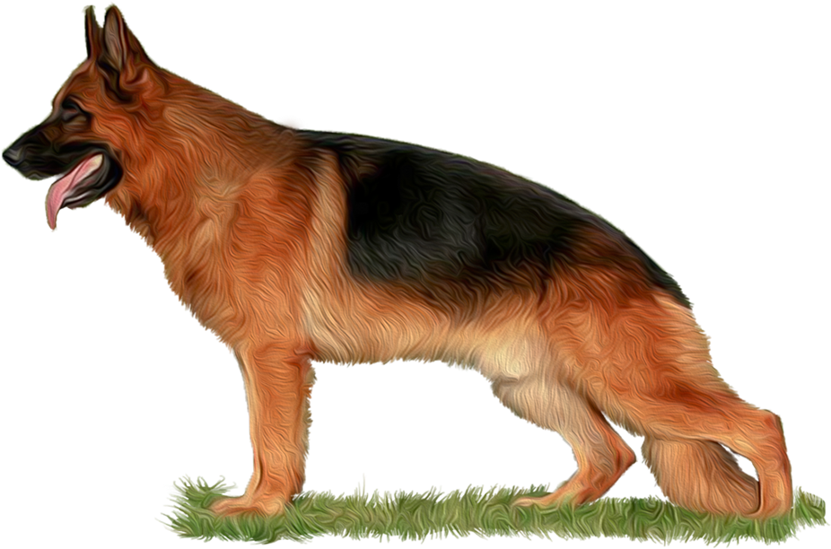 Alert German Shepherd Standing PNG