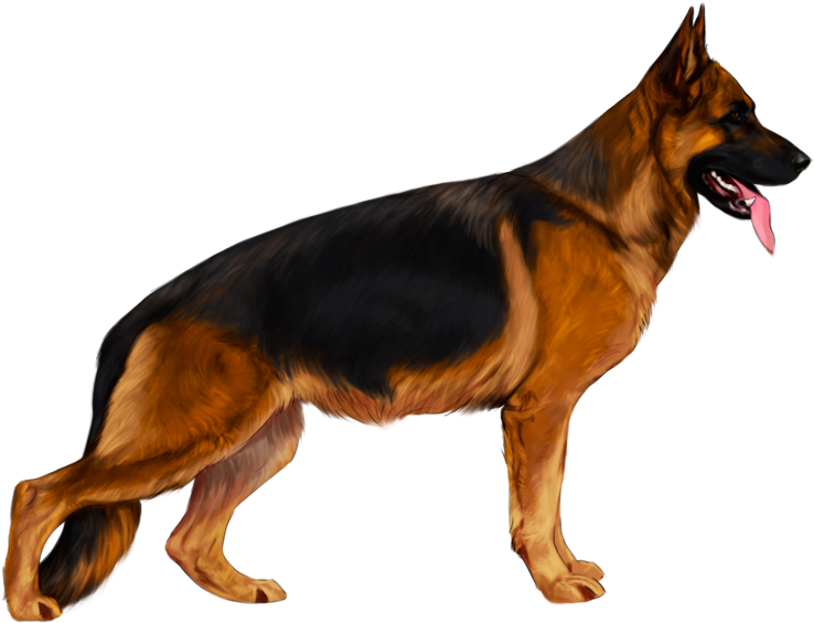 Alert German Shepherd Standing PNG