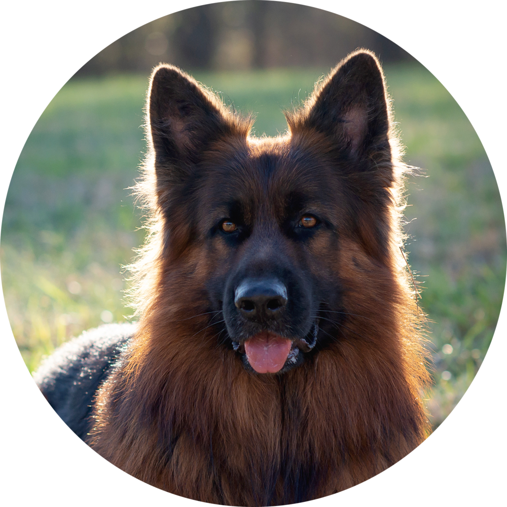 Alert German Shepherdin Sunlight PNG