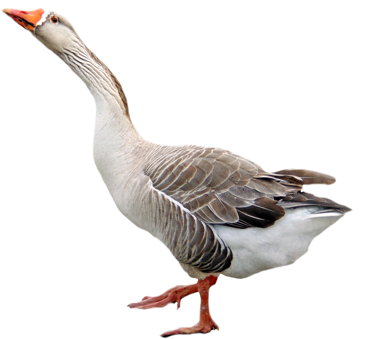 Alert Goose Standing Transparent Background.png PNG