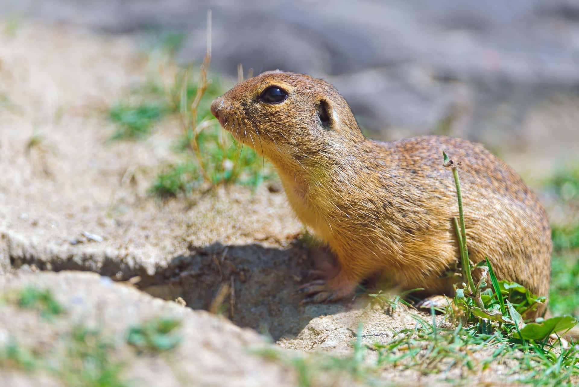 Alert Gopher Emerging From Burrow.jpg Wallpaper