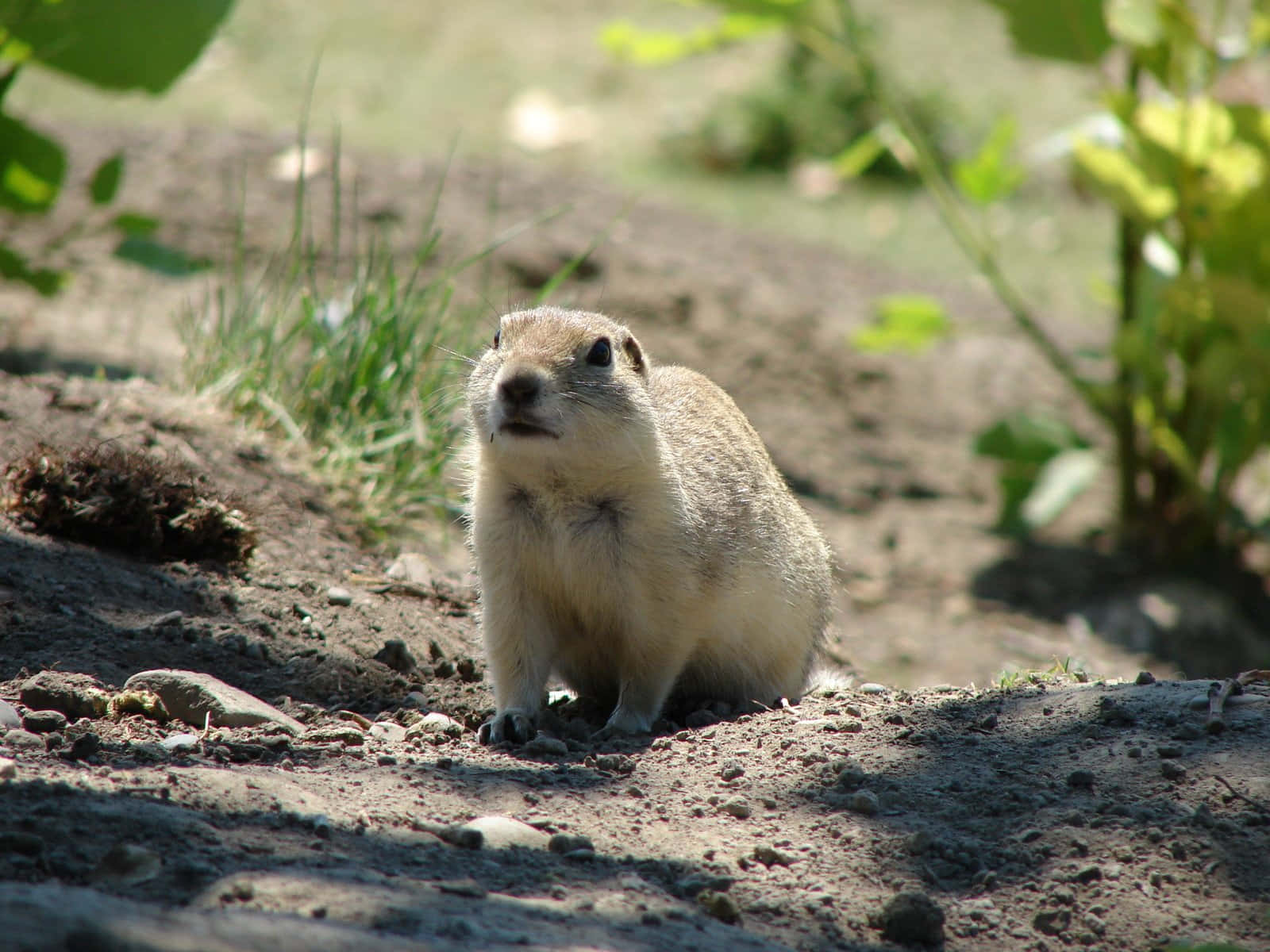 Alert Gopher In Natural Habitat.jpg Wallpaper