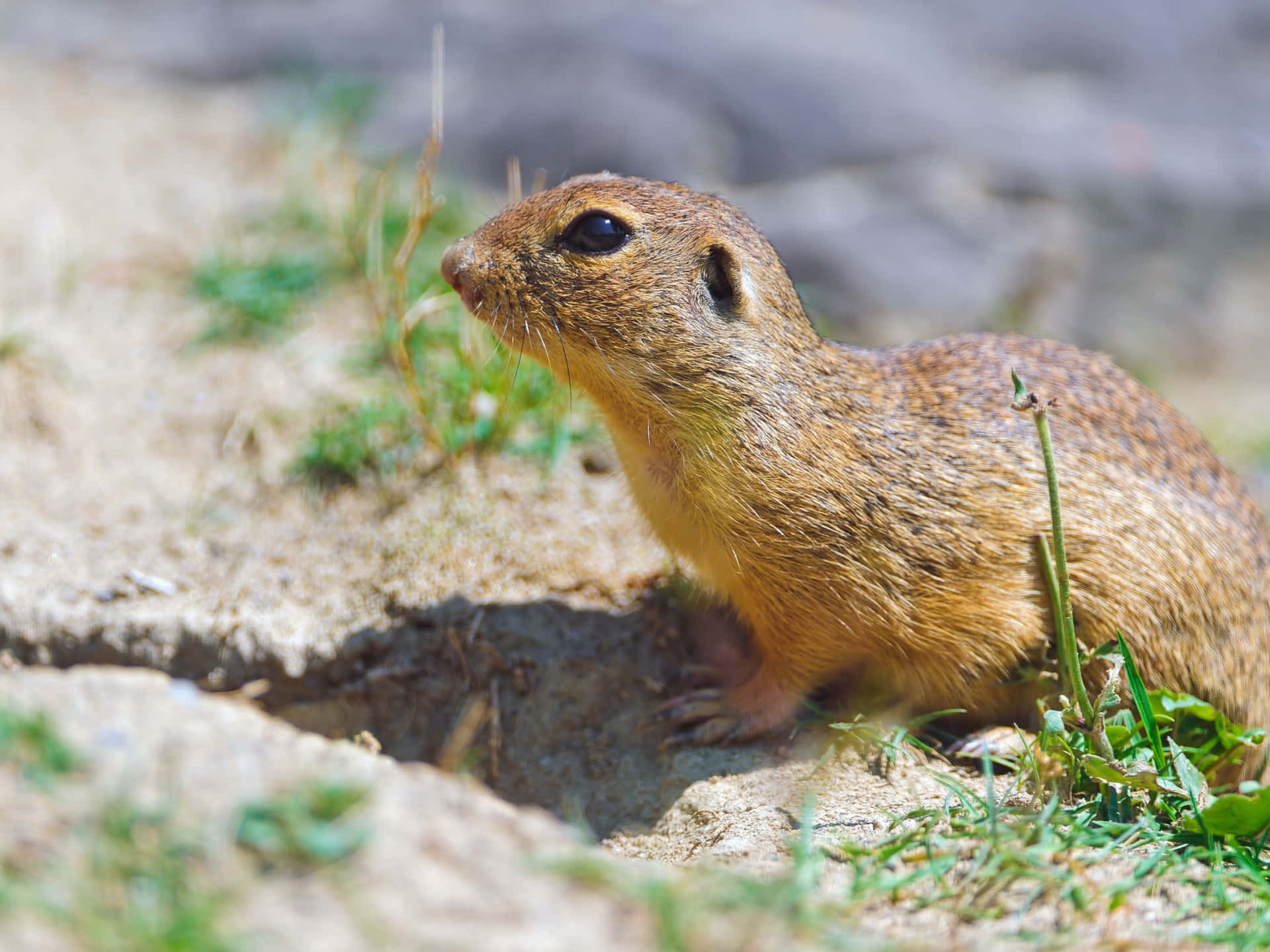 Alert Gopher Near Burrow Entrance.jpg Wallpaper