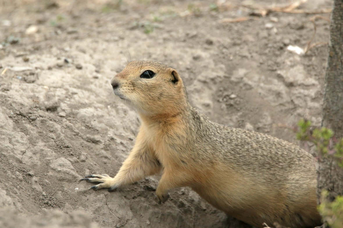 Alert Gopher On Watch.jpg Wallpaper