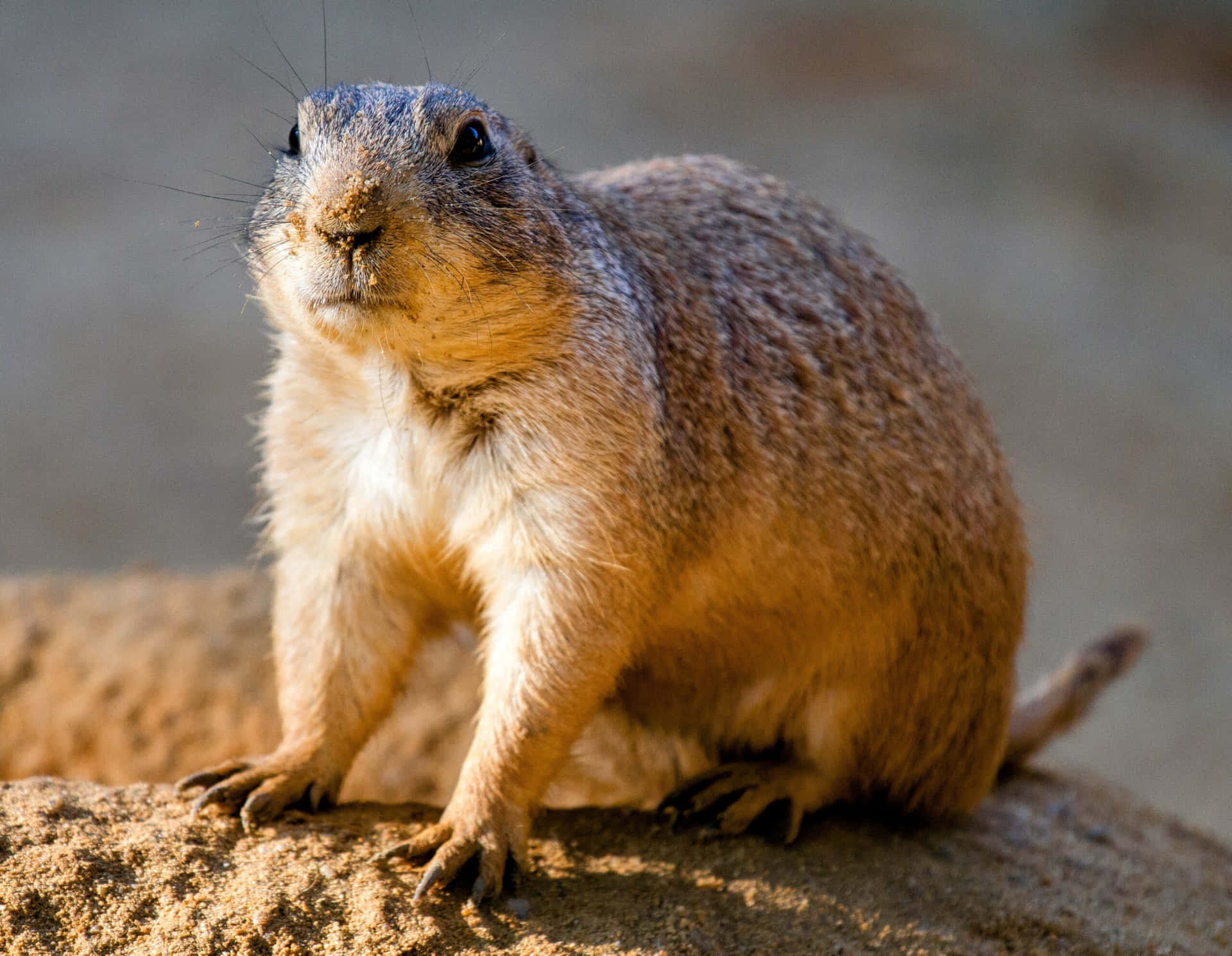 Alert Gopher On Watch.jpg Wallpaper