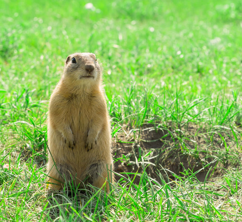 Alert Gopher Standing Grass Wallpaper