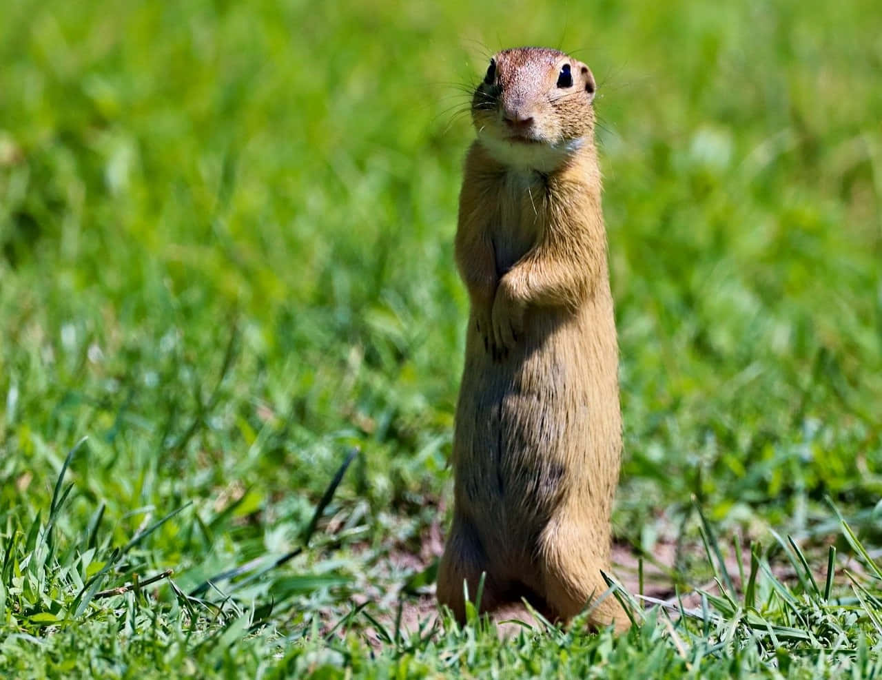 Alert Gopher Standing In Grass.jpg Wallpaper