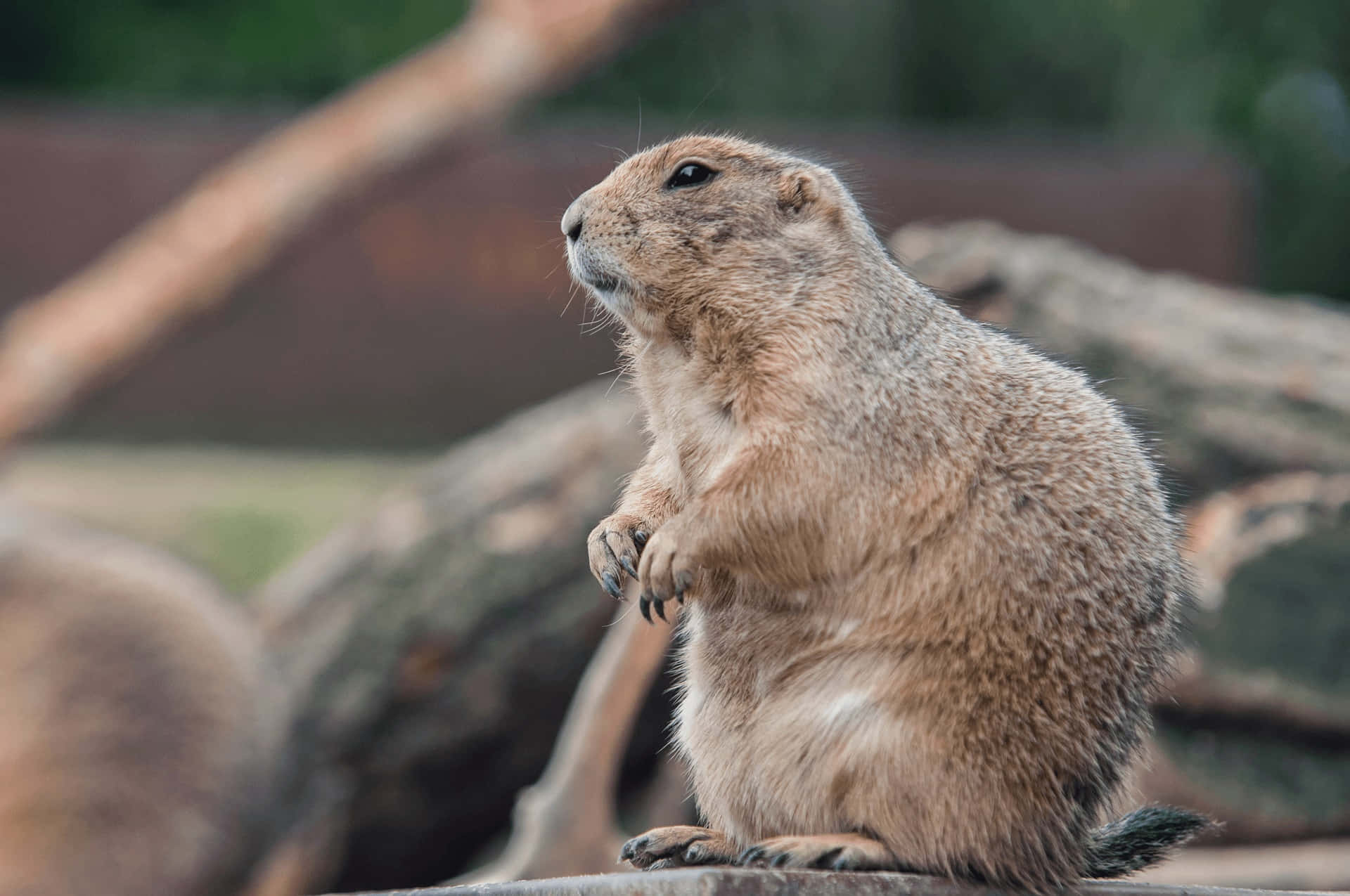 Alert Gopher Standing Watch.jpg Wallpaper