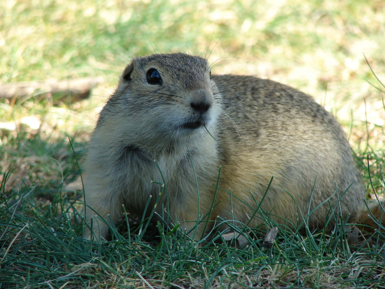 Alert Gopherin Grass.jpg Wallpaper