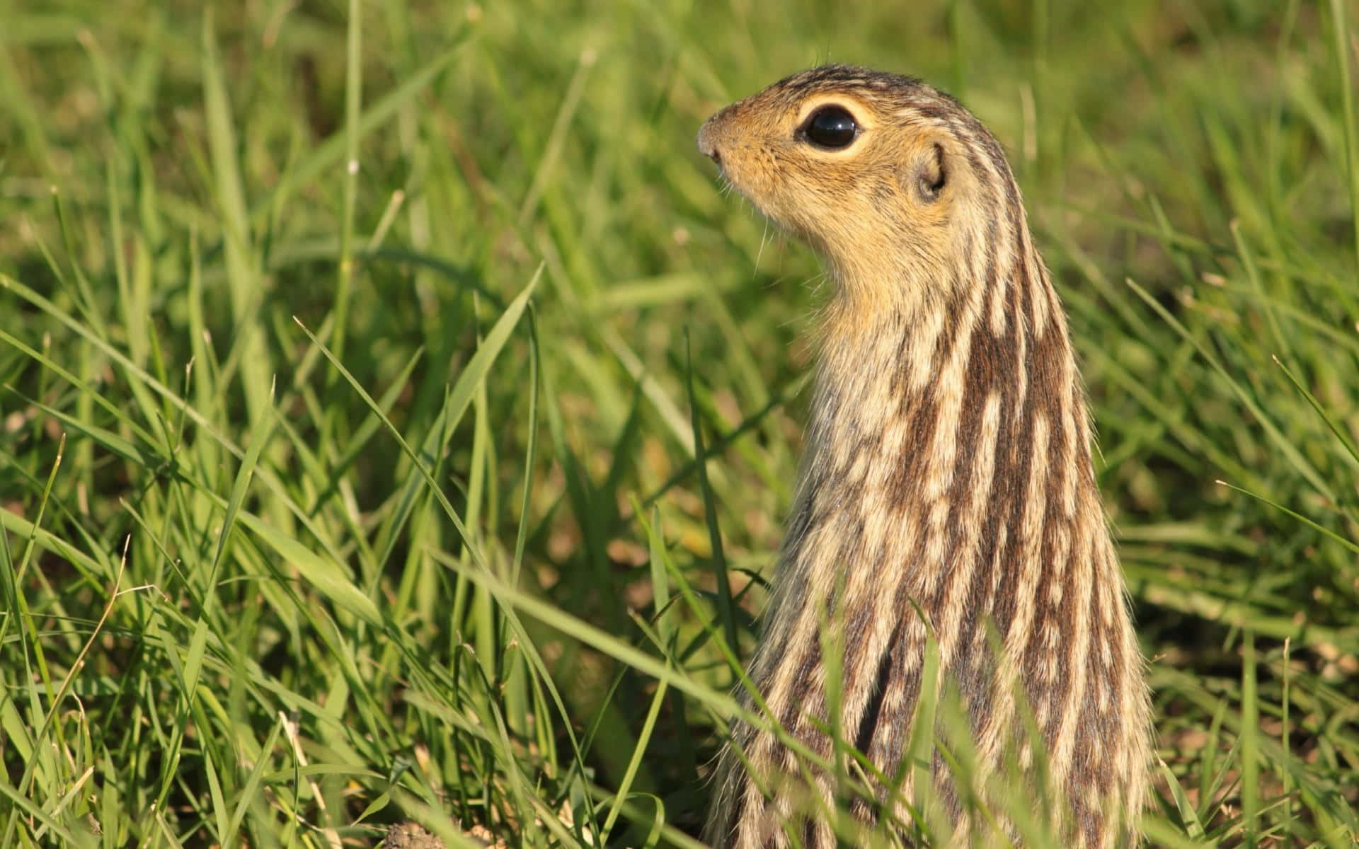 Alert Gopherin Grass.jpg Wallpaper