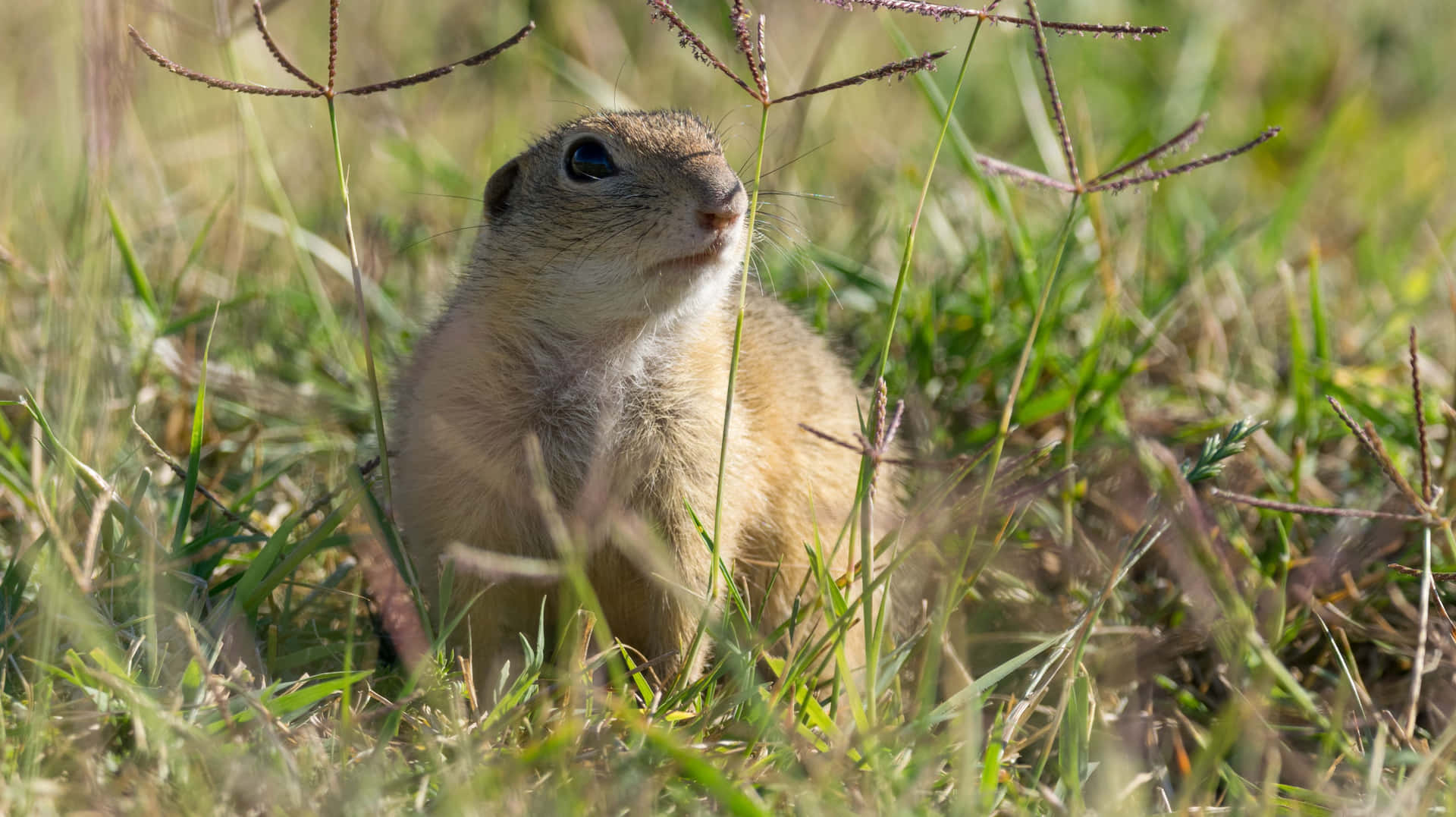 Alert Gopherin Grassland.jpg Wallpaper