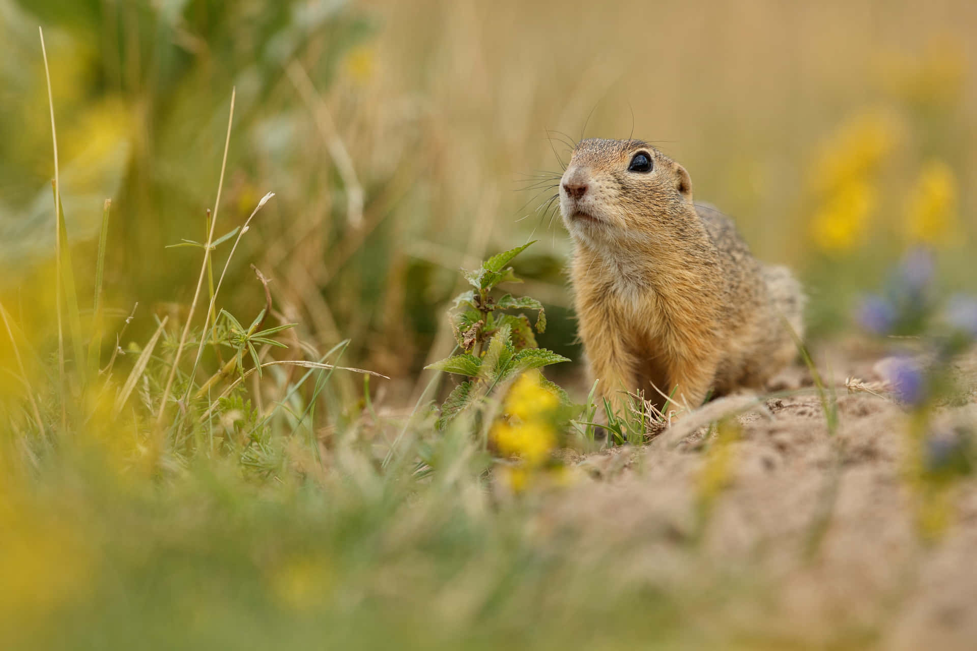 Alert Gopherin Grassy Field Wallpaper