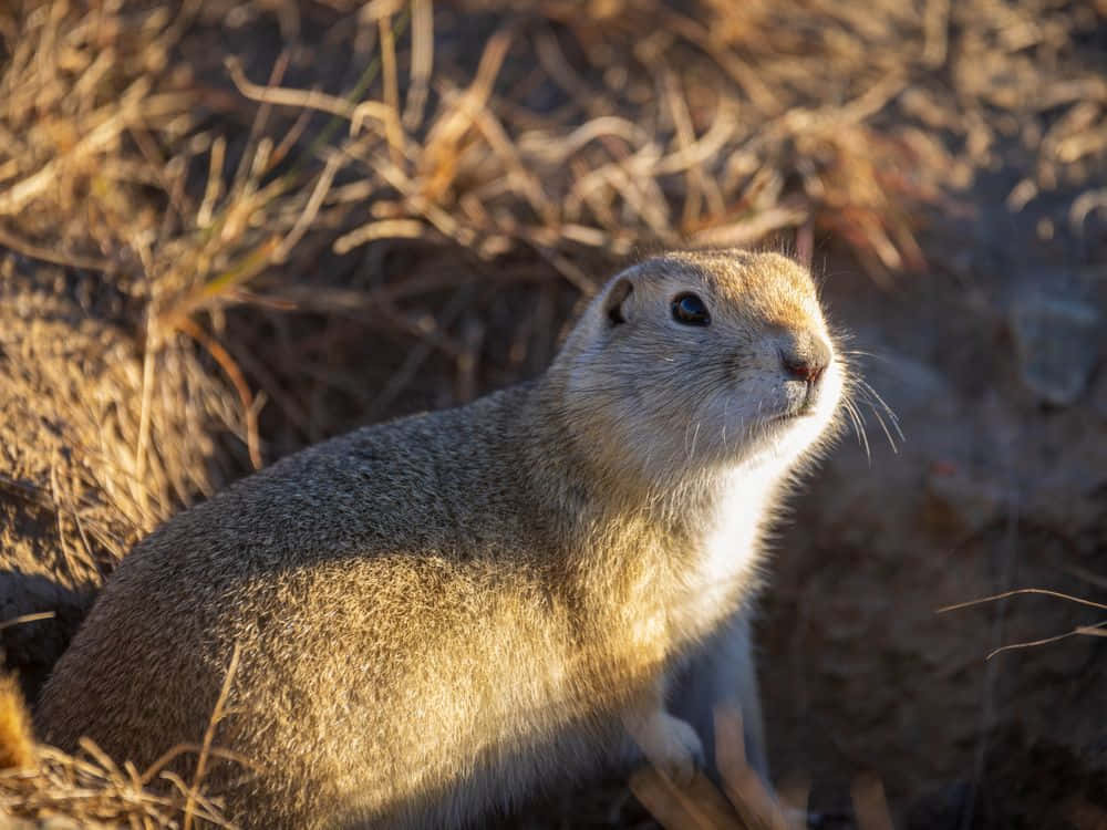 Gophers, cool, fun, animals, HD wallpaper | Peakpx