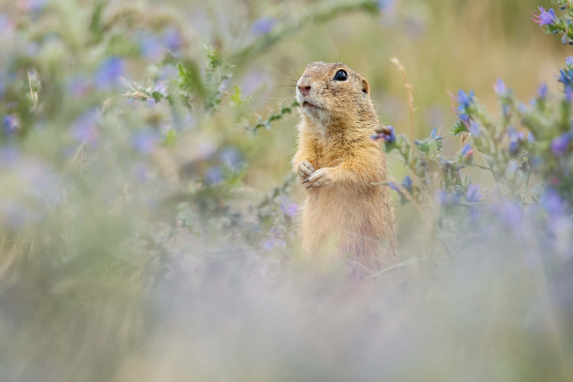 Waakzame Gopher In Wilde Bloemen.jpg Achtergrond