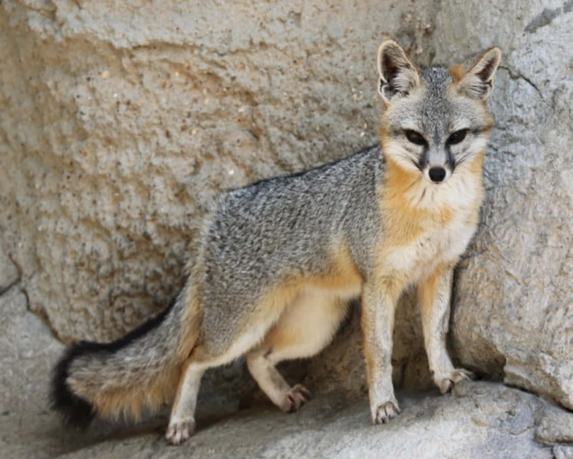 Alert Gray Fox Standingon Rocks.jpg Wallpaper