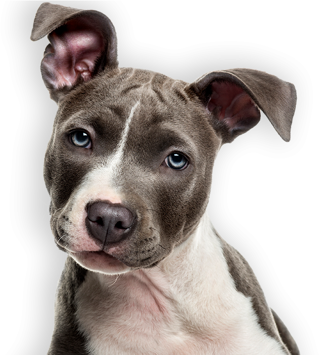 Alert Grayand White Pitbull Puppy PNG