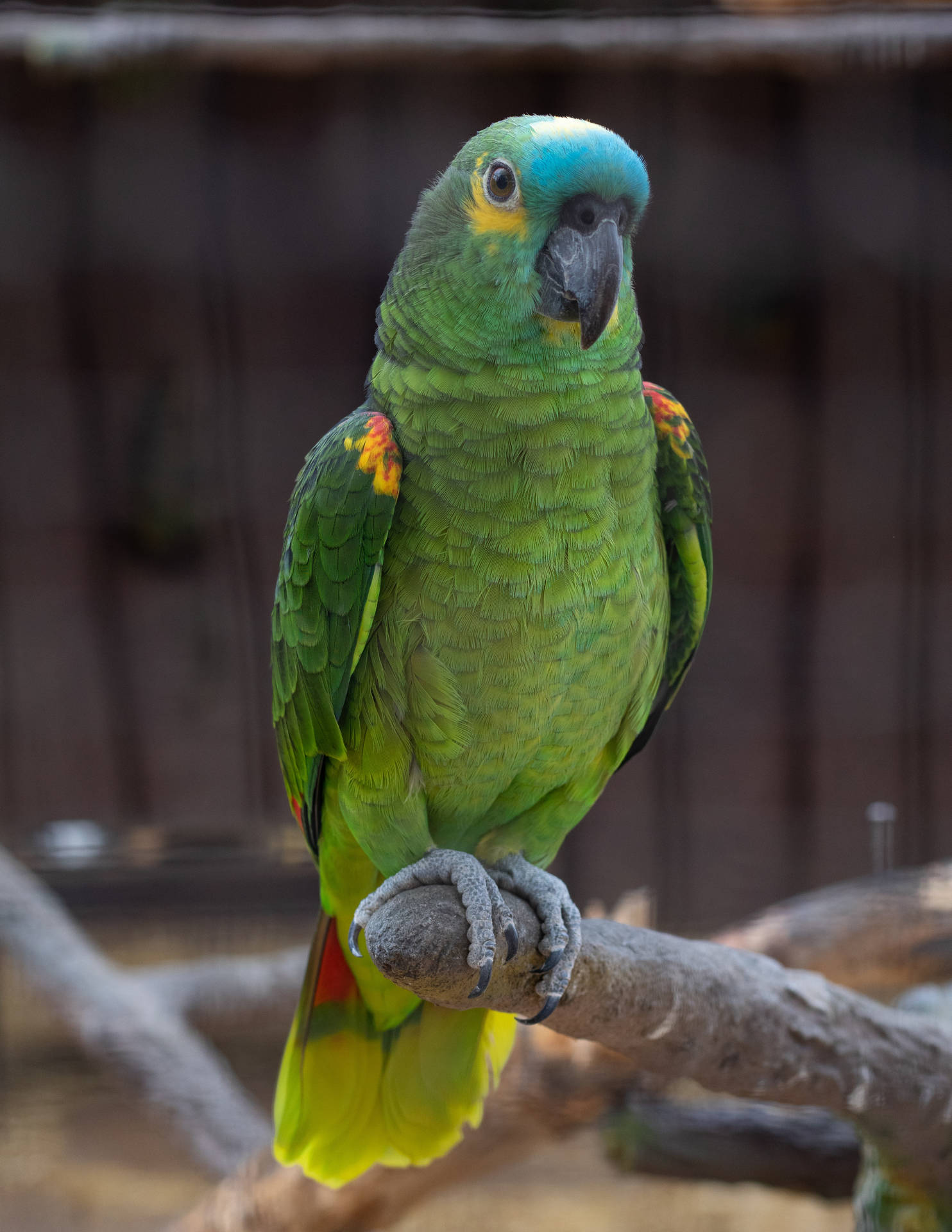 Benachrichtigunggrüner Papagei Hd Wallpaper