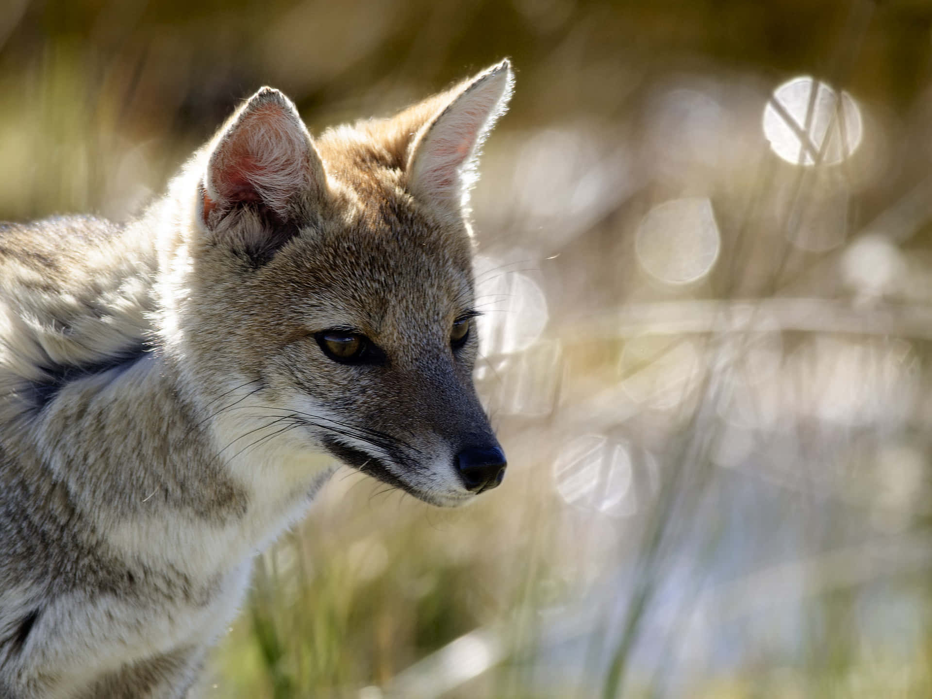 Alert Grey Foxin Natural Habitat.jpg Wallpaper