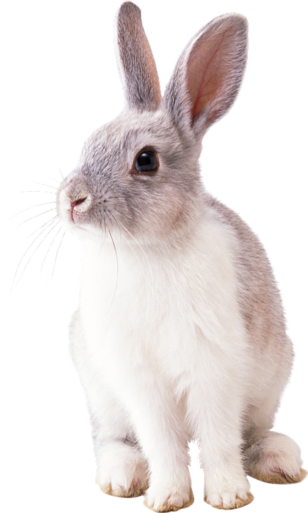 Alert Grey Rabbit.png PNG