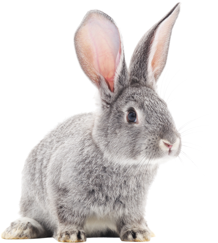 Alert Grey Rabbit Portrait PNG