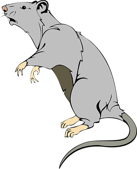 Alert Grey Rat Illustration PNG
