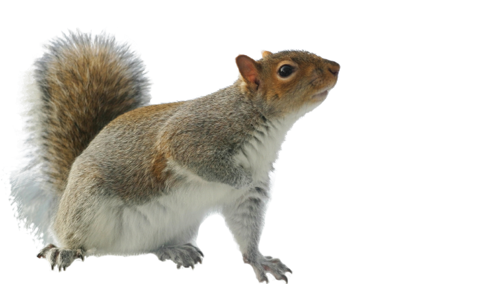 Alert Grey Squirrel Profile PNG