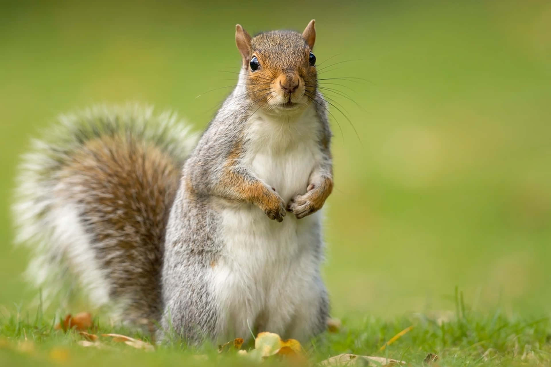 Alert Grey Squirrel Standing Wallpaper