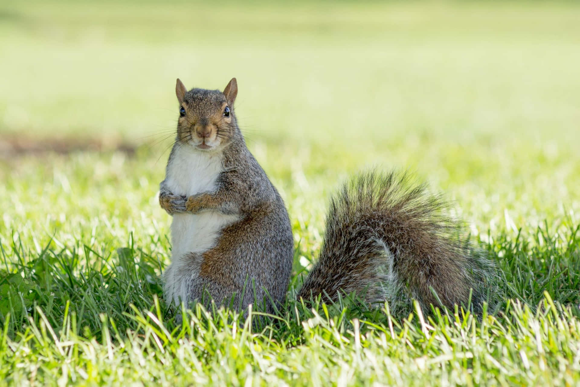 Alert Grey Squirrel Standing In Grass.jpg Wallpaper