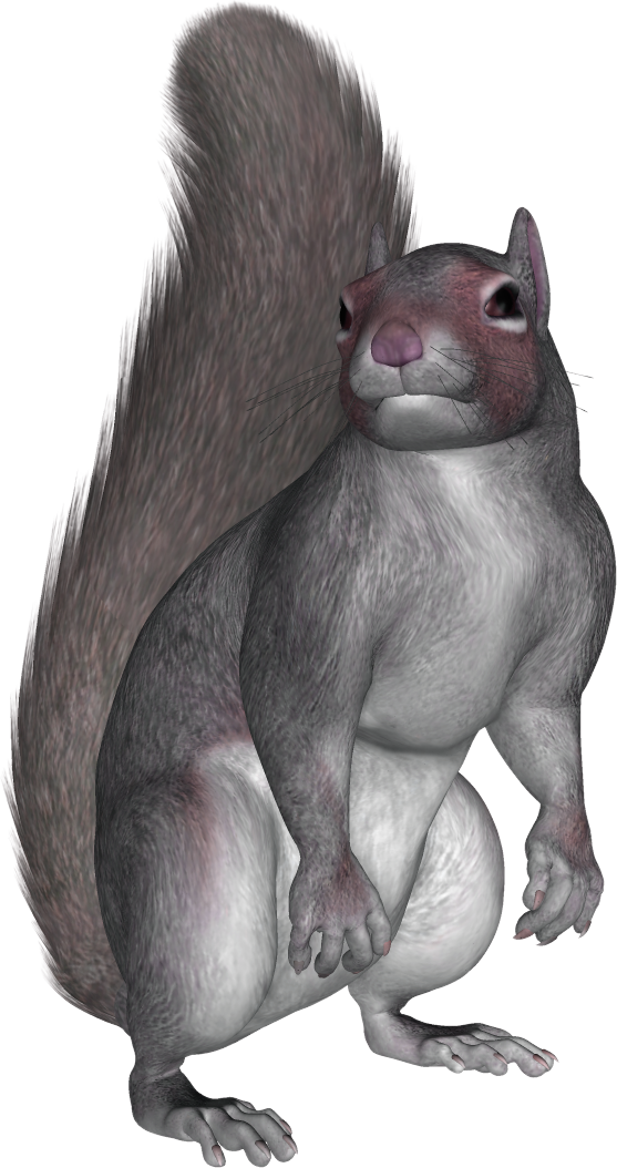 Alert Grey Squirrel Standing PNG