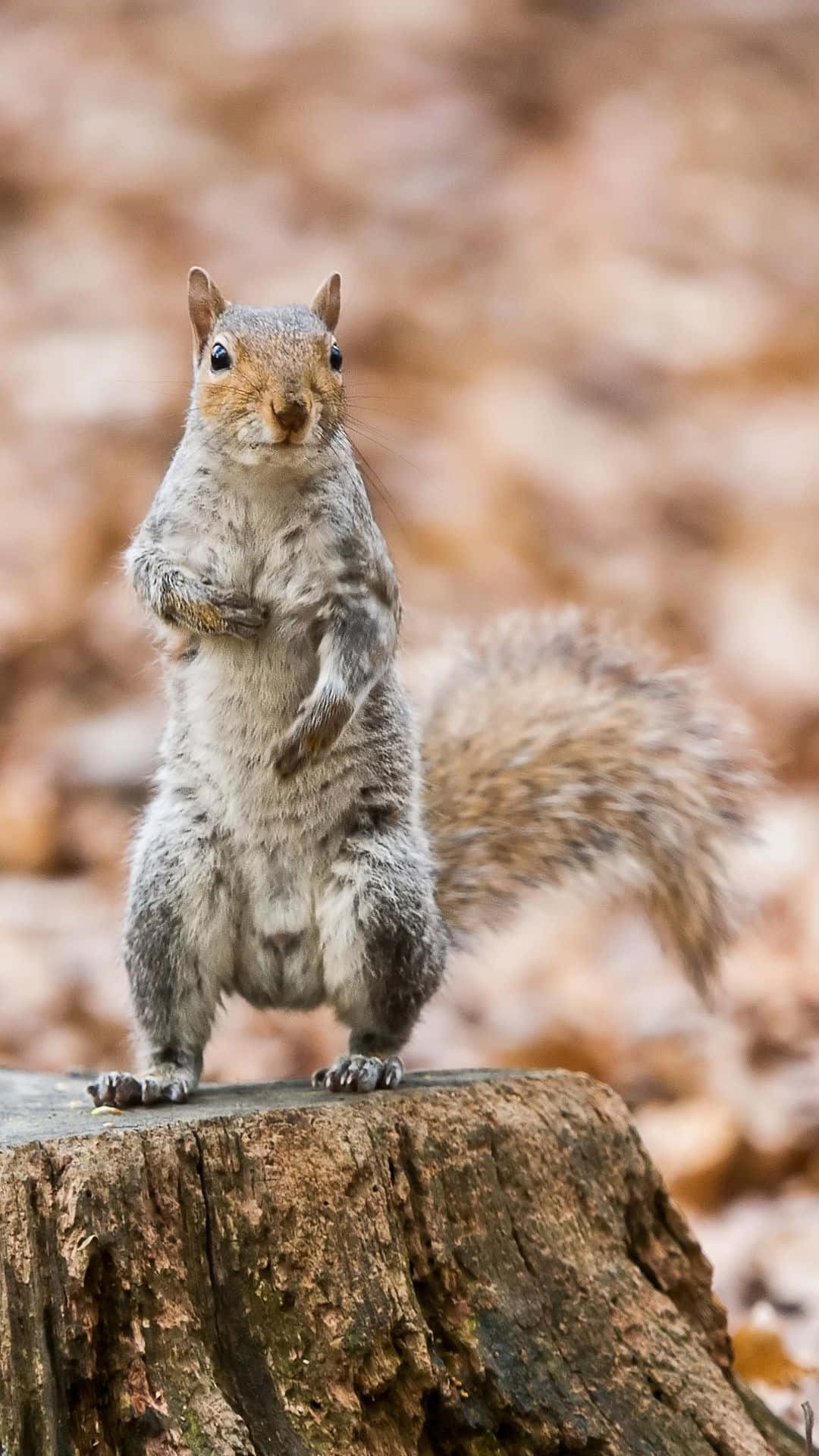 Alert Grey Squirrel Standing Wallpaper