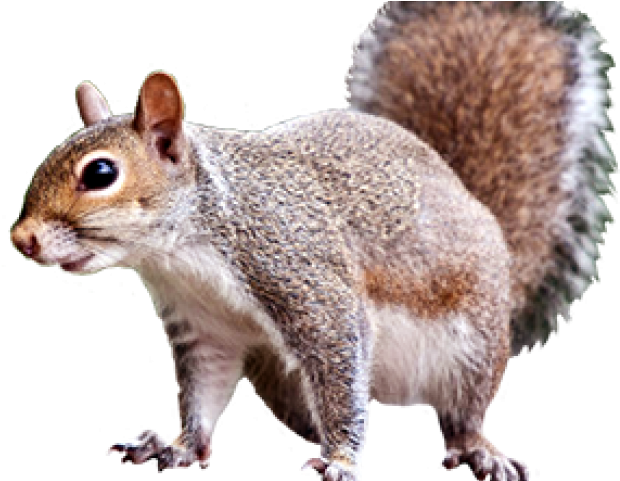 Alert Grey Squirrel PNG