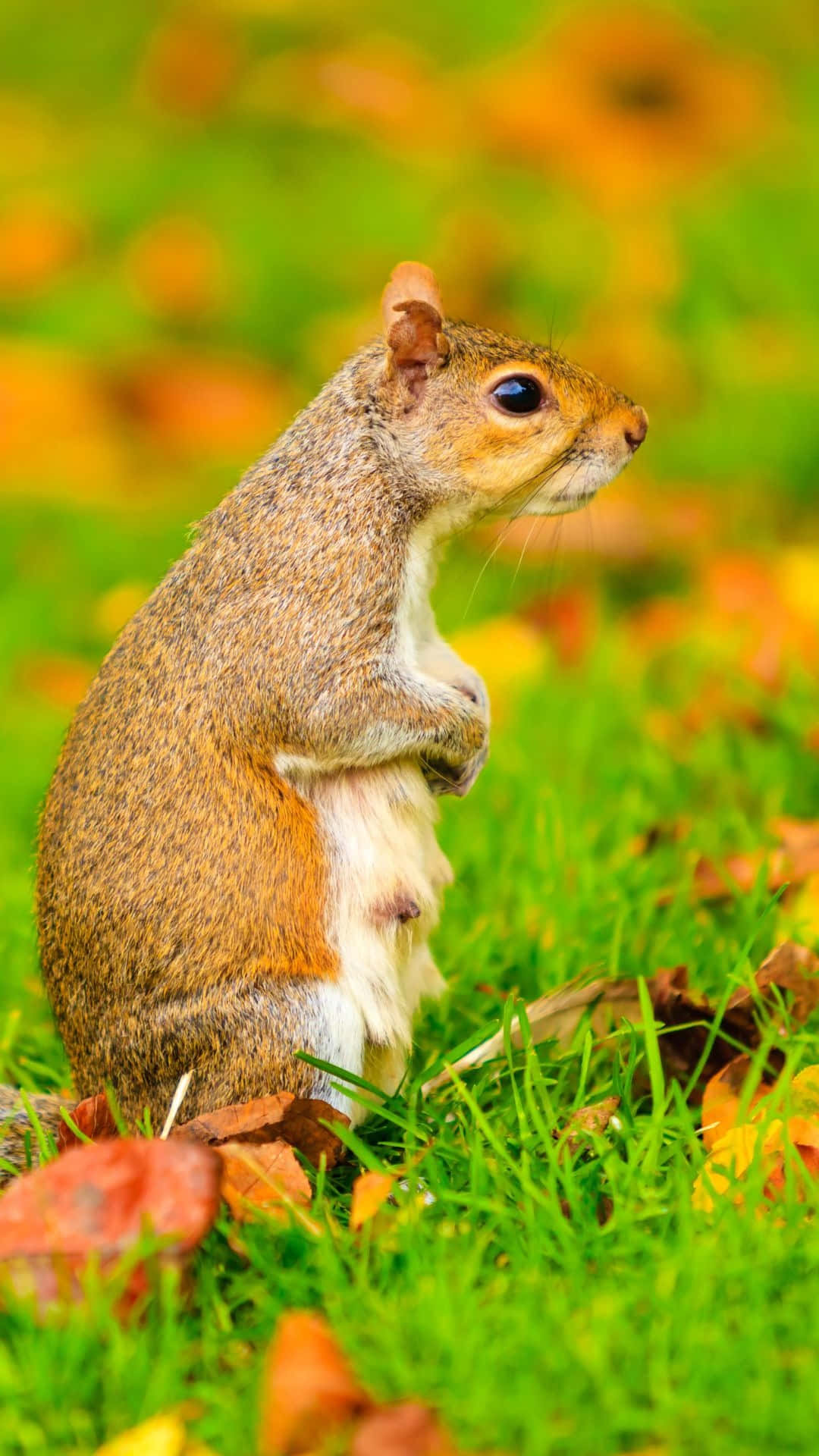 Alert Grey Squirrelin Autumn Wallpaper