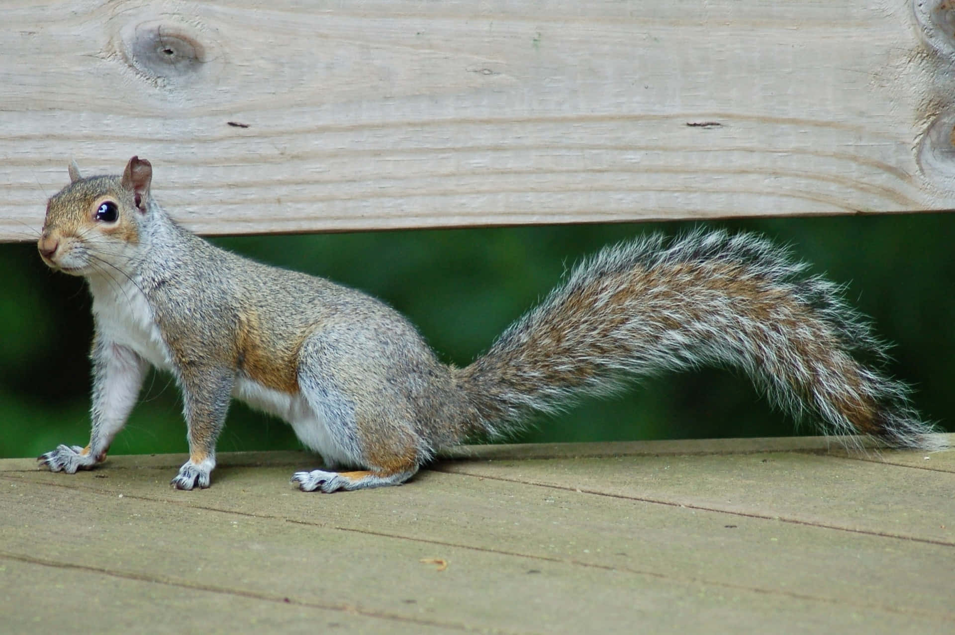 Alert Grey Squirrelon Deck Wallpaper