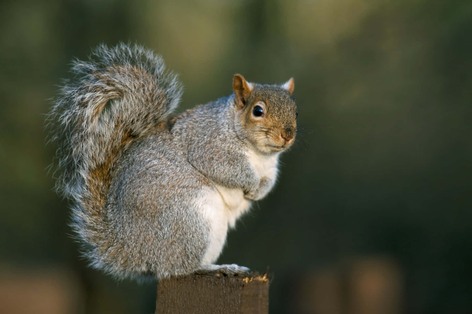 Alert Grey Squirrelon Stump Wallpaper