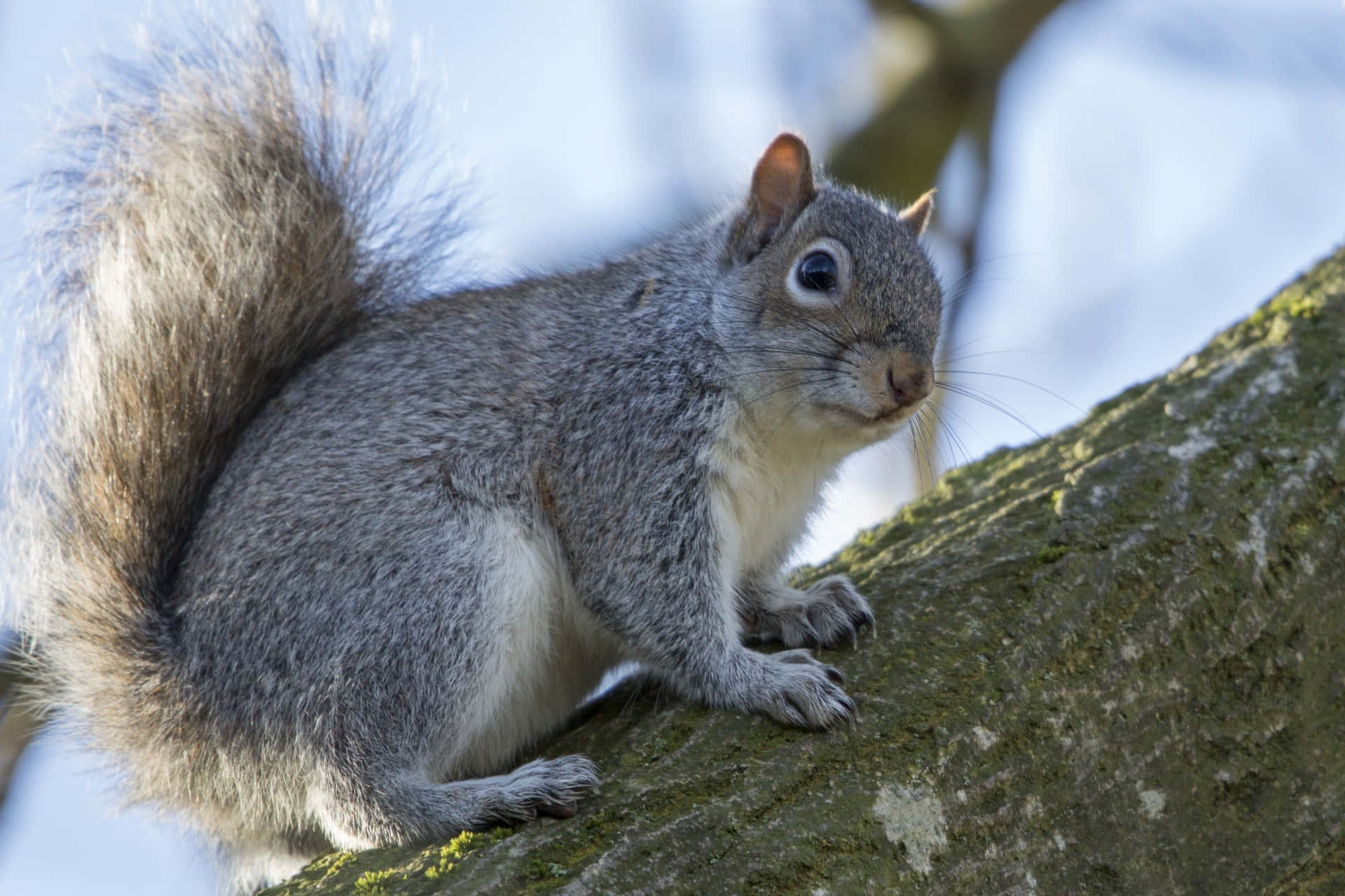 Alert Grey Squirrelon Tree Branch Wallpaper