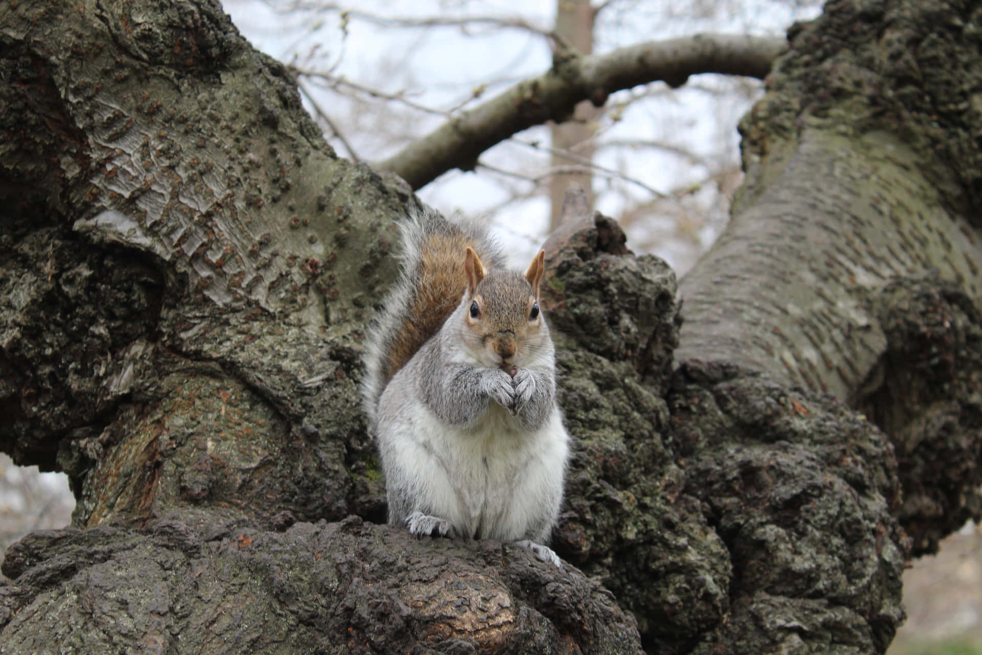 Alert Grey Squirrelon Tree Wallpaper