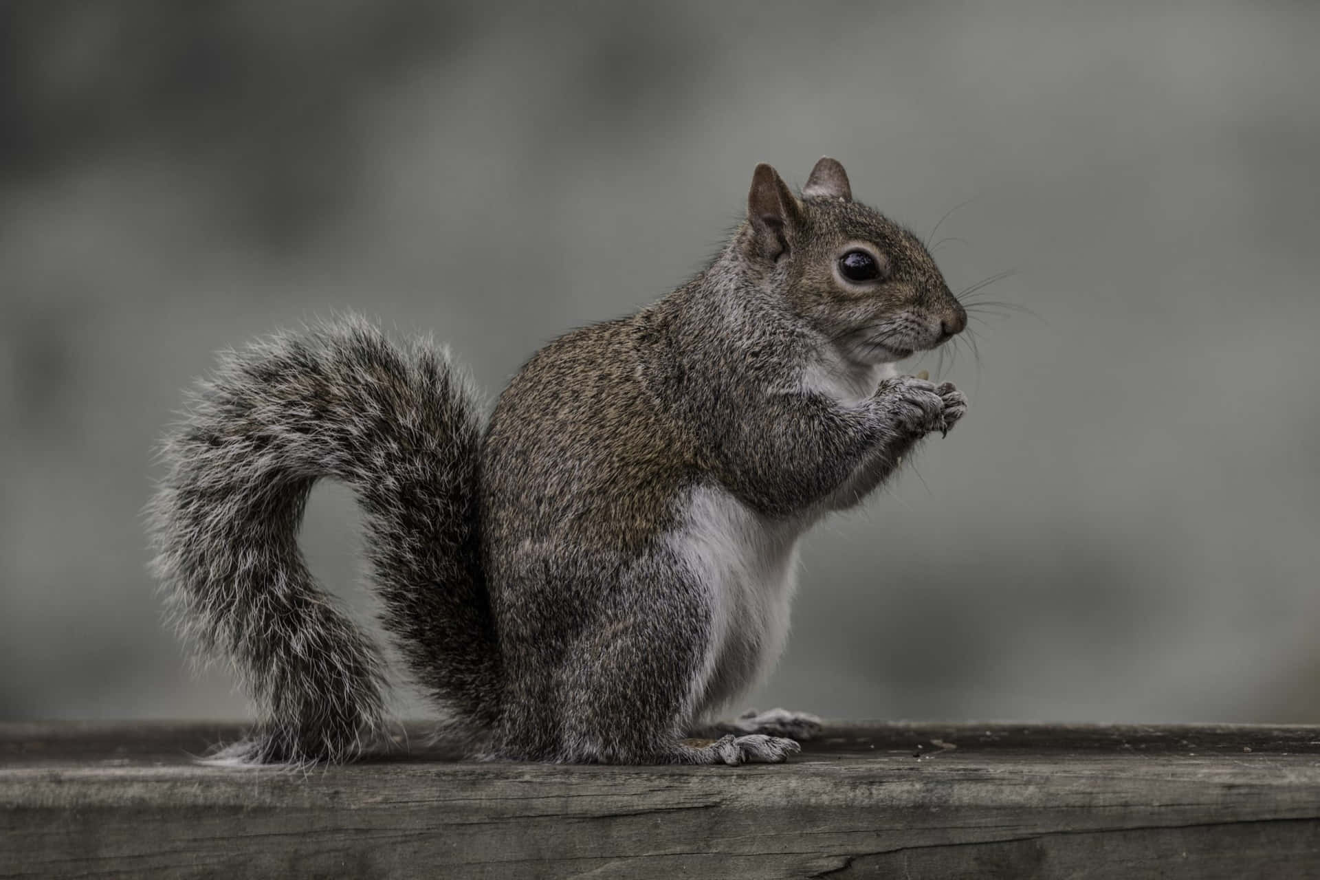 Alert Grey Squirrelon Wooden Edge Wallpaper